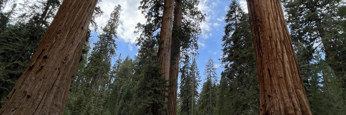 multiple sequoia trees