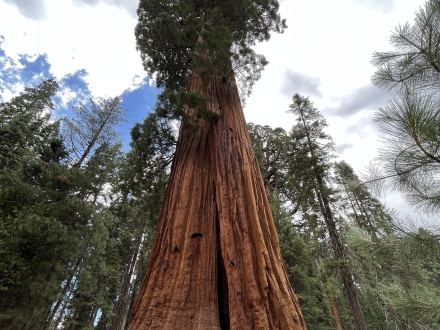 a big sequoia tree