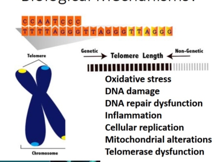 telomeres at the end of chromosomes